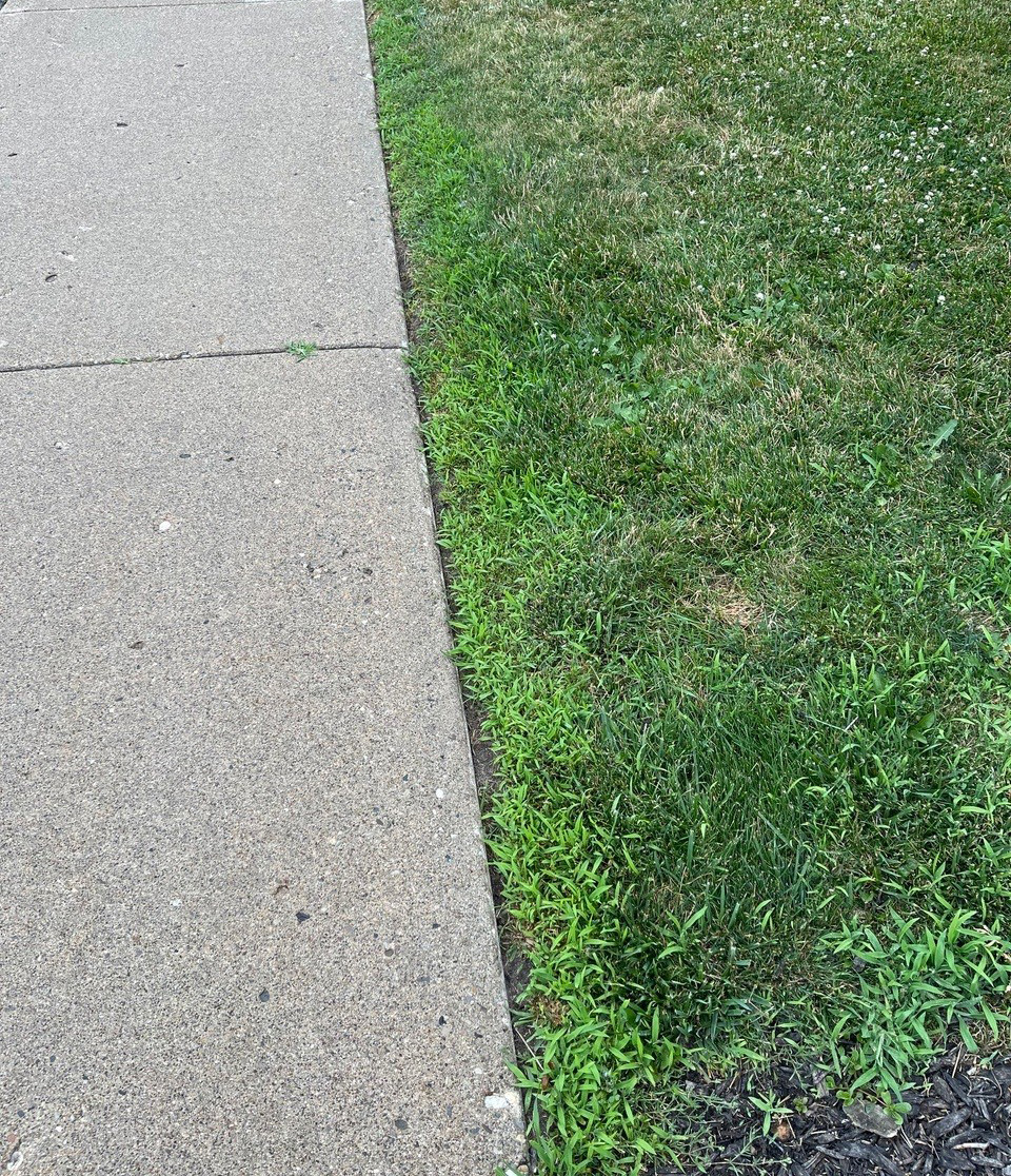 Crabgrass growing near sidewalk.